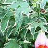 Abutilon - Souvenir de Bonn - Abutilon