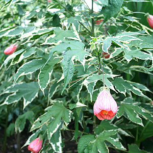 Abutilon - 'Souvenir de Bonn' (Abutilon)