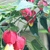 Abutilon megapotamicum - Wisley Red - Abutilon