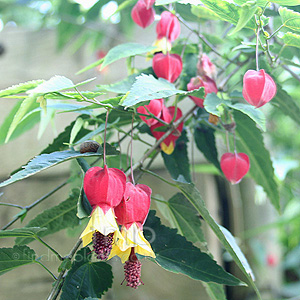 Abutilon megapotamicum - 'Wisley Red' (Abutilon)