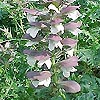 Acanthus spinosus - Bears Britches