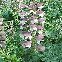 Acanthus spinosus (Bear's Britches)