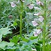 Acanthus hungaricus - Bears Britches