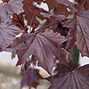 Acer platanoides - Crimson King - Purple Norway Maple