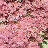 Acer palmatum - Dissectum Atropurpureum - Japanese Maple