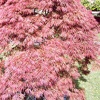 Acer palmatum - 'Dissectum Atropurpureum'' (Japanese Maple)