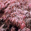 Acer palmatum - Bloodgood - Japanese maple