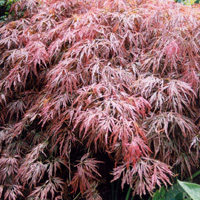Acer palmatum - 'Bloodgood' (Japanese Maple)
