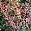 Acer palmatum - Senkaki - Coral Bark Maple