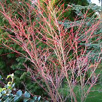 Acer palmatum - 'Senkaki' (Coral Bark Maple)