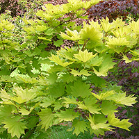 Acer shirasawanum - aureum (Golden Leafed Japanese Maple)