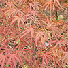 Acer palmatum - click for full details