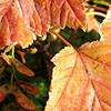 Acer albolimbatum - Ornamental Maple