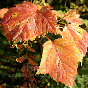 Acer albolimbatum (Ornamental Maple)
