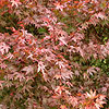 Acer palmatum - click for full details