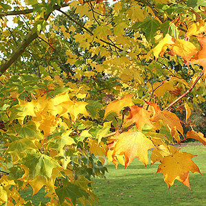 Acer cappadocicum - 'Aureum'