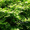 Acer palmatum - Bloodgood - Japanese maple