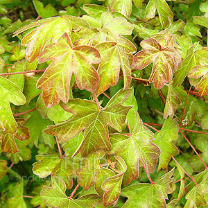 Acer Campestre (Field Maple)