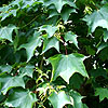 Acer cappadocicum - Cappadocian Maple