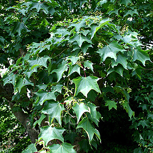 Acer cappadocicum (Cappadocian Maple)