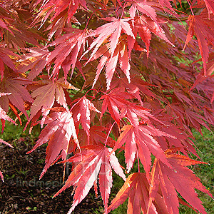 Acer palmatum - 'Chitoseyama'