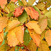 Acer  cissifolium