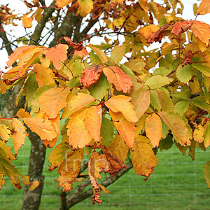 Acer  cissifolium