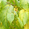 Acer x conspicuum - click for full details