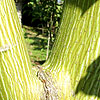 Acer davidii - Autumn Glory - Snake Bark Maple