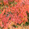 Acer palmatum - Dissectum - Cut leaved Japanese maple