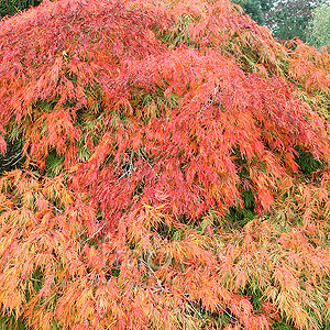 Acer palmatum - 'Dissectum' (Cut Leaved Japanese Maple)