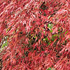 Acer palmatum - click for full details