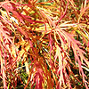 Acer palmatum - Dissectum Atropurpureum - Japanese Maple