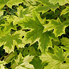 Acer  platanoides  - Drummondii