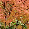 Acer griseum - Paper Bark Maple