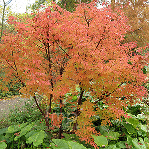 Acer griseum (Paper Bark Maple)