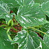 Acer  rufinerve - Hatsuyuki