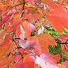 Acer rubrum - October Glory - Red Maple