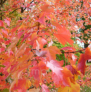 Acer rubrum - 'October Glory' (Red Maple)