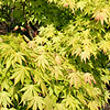 Acer  palmatum - Orange Dream