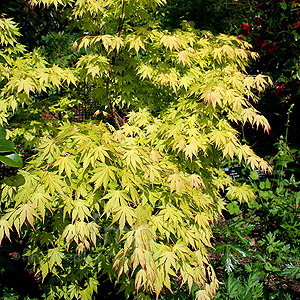 Acer  palmatum - Orange Dream