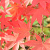 Acer palmatum - Osakazuki