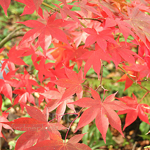 Acer palmatum - 'Osakazuki'