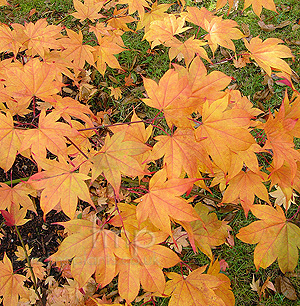 Acer palmatum - 'Ichigyoi'