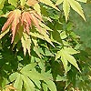 Acer palmatum - Jiro-Shidare - Japanese Maple
