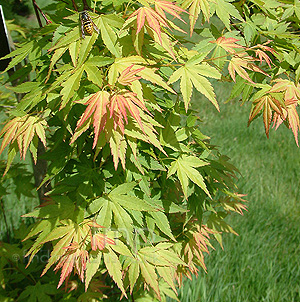 Acer palmatum - 'Jiro-Shidare' (Japanese Maple)