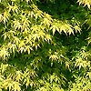 Acer palmatum - Katsura - Japanese maple