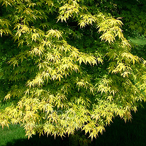 Acer palmatum - 'Katsura' (Japanese Maple)