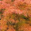 Acer palmatum - click for full details