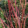 Acer pensylvanicum - Erythrocladum - Snake Bark Maple